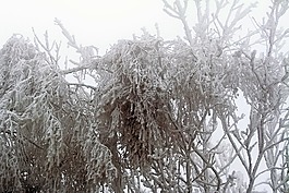 冬天,凍結(jié)的,積冰
