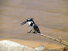 鳥,性質(zhì),小鳥