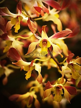 花,蘭花,熱帶