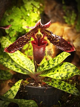 花,蘭花,熱帶