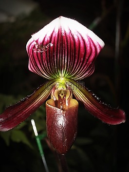 花,蘭花,熱帶