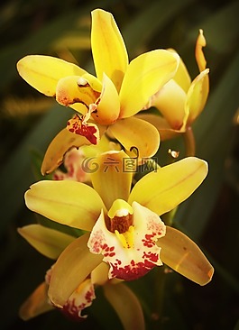 花,蘭花,熱帶
