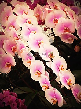 花,蘭花,熱帶
