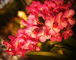 花,蘭花,熱帶