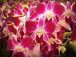 花,蘭花,熱帶