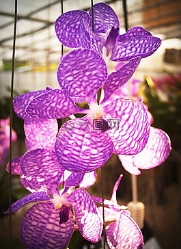 花,蘭花,熱帶