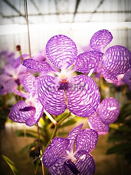 花,蘭花,熱帶