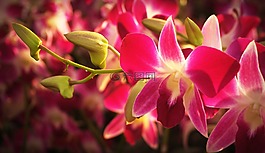 花,蘭花,熱帶