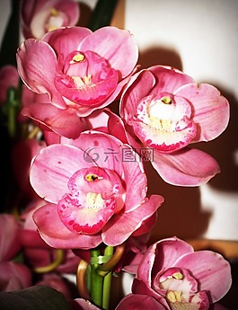 花,蘭花,熱帶