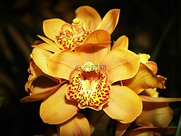 花,蘭花,熱帶