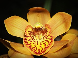 花,蘭花,熱帶