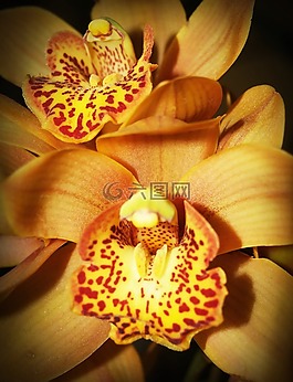 花,蘭花,熱帶