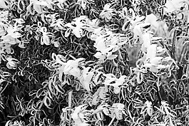 冬天,凍結(jié)的,積冰