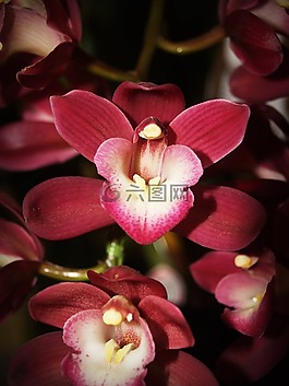 花,蘭花,熱帶