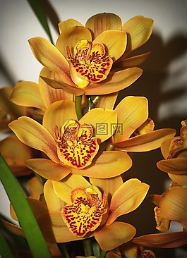 花,蘭花,熱帶