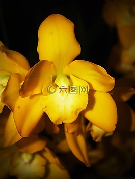 花,蘭花,熱帶
