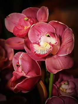 花,蘭花,熱帶
