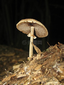 秋季,林,蘑菇