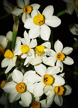 花,蘭花,熱帶