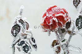 冬天,凍結(jié)的,積冰