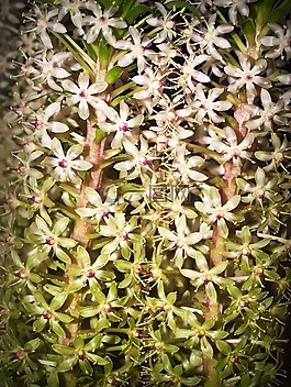 花,蘭花,熱帶