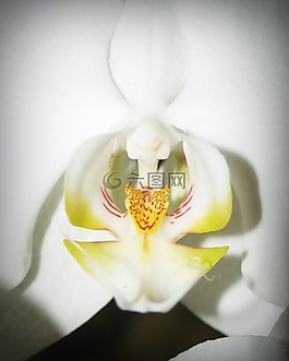 花,蘭花,熱帶