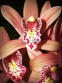 花,蘭花,熱帶