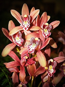 花,蘭花,熱帶