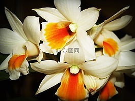 花,蘭花,熱帶