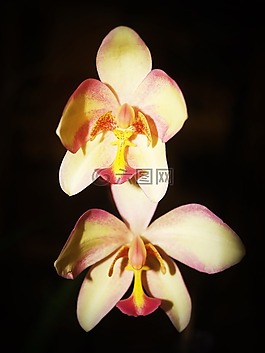 花,蘭花,熱帶