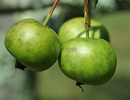 蟹苹果,苹果,野苹果