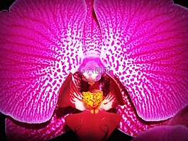 花,蘭花,熱帶