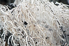冬天,凍結(jié)的,積冰