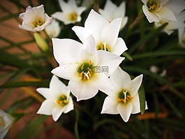 花,蘭花,熱帶