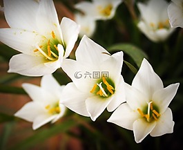 花,蘭花,熱帶