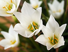 花,蘭花,熱帶