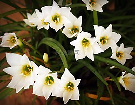 花,蘭花,熱帶