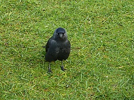 寒鴉,野生鳥類,黑
