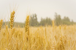 小麥,麥田,豐收