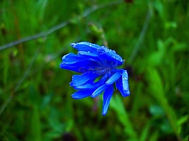 矢車菊,草地,野生花卉