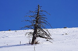 雪,冬天,冷