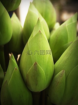蓮花,花,花園