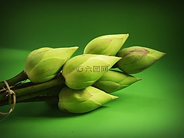 蓮花,花,花園