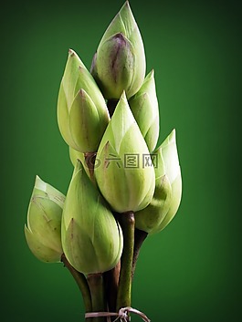 蓮花,花,花園