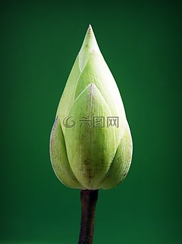 蓮花,花,花園