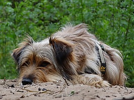 狗,動物,競賽