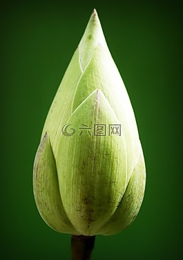 蓮花,花,花園
