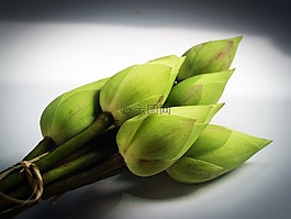 蓮花,花,花園