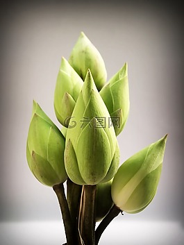 蓮花,花,花園