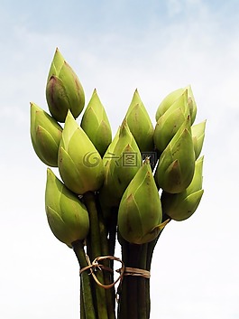 蓮花,花,花園